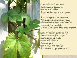 O meu olhar azul como o céu É calmo como a água ao sol. É assim, azul e calmo, Porque não interroga nem se espanta... Se eu interrogasse e me espantasse Não nasciam flores novas nos prados Nem mudaria qualquer cousa no sol de modo a ele ficar mais belo. (Mesmo se nascessem flores novas no prado E se o sol mudasse para mais belo, Eu sentiria menos flores no prado E achava mais feio o sol... Porque tudo é como é  E assim é que é, E eu aceito, e nem agradeço. Para não parecer que penso nisso...) 
