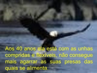 Aos 40 anos ela está com as unhas compridas e flexíveis, não consegue mais agarrar as suas presas das quais se alimenta. 