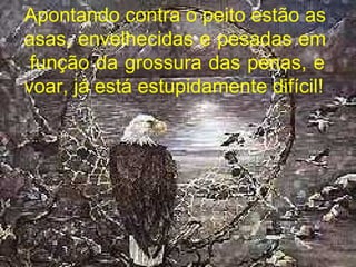 Apontando contra o peito estão as asas, envelhecidas e pesadas em  função da grossura das penas, e voar, já está estupidamente difícil! 