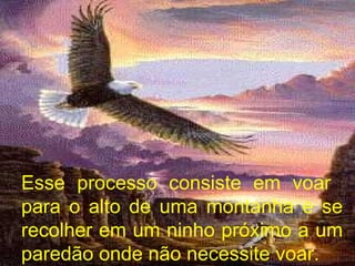 Esse processo consiste em voar  para o alto de uma montanha e se recolher em um ninho próximo a um paredão onde não necessite voar. 