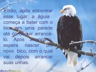 Então, após encontrar esse lugar, a águia  começa a bater com o bico em uma parede até conseguir arrancá-lo. Após arrancá-lo, espera nascer um novo  bico, com o qual vai depois arrancar suas unhas. 
