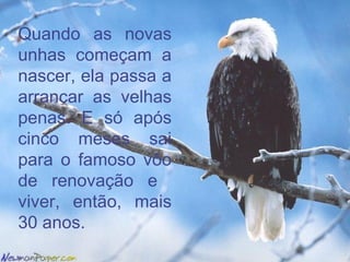 Quando as novas unhas começam a nascer, ela passa a arrancar as velhas penas. E só após cinco meses sai para o famoso vôo de renovação e  viver, então, mais 30 anos. 