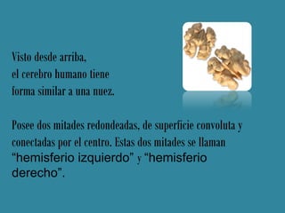 Visto desde arriba,
el cerebro humano tiene
forma similar a una nuez.

Posee dos mitades redondeadas, de superficie convoluta y
conectadas por el centro. Estas dos mitades se llaman
“hemisferio izquierdo” y “hemisferio
derecho”.
 