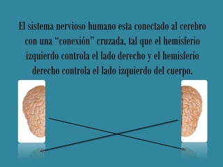 El sistema nervioso humano esta conectado al cerebro
  con una “conexión” cruzada, tal que el hemisferio
  izquierdo controla el lado derecho y el hemisferio
    derecho controla el lado izquierdo del cuerpo.
 