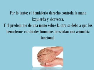 Por lo tanto: el hemisferio derecho controla la mano
                      izquierda y viceversa.
Y el predominio de una mano sobre la otra se debe a que los
  hemisferios cerebrales humanos presentan una asimetría
                            funcional.
 