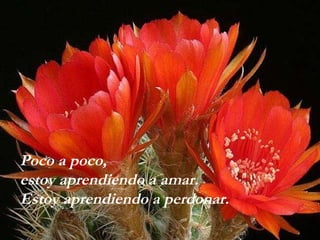 Poco a poco,  estoy aprendiendo a amar. Estoy aprendiendo a perdonar. 