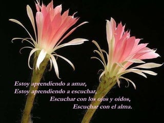Estoy aprendiendo a amar,  Estoy aprendiendo a escuchar,  Escuchar con los ojos y oídos,  Escuchar con el alma. 