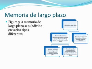 Memoria de largo plazo
 Figura 5 la memoria de

largo plazo se subdivide
en varios tipos
diferentes.

Memoria de largo plazo

Memoria declarativa
(información objetiva) ejemplo:
George Washington fue el
primer presidente de estados
unidos

Memoria semántica
(memoria general)
ejemplo: George
Washington se ponía
peluca

Memoria procedimental
(habilidades y hábitos)
ejemplo: andar en
bicicleta

Memoria episódica
(conocimiento s
personales) ejemplo:
recordar su visita ala casa
de Washington, en mont
vernon

 