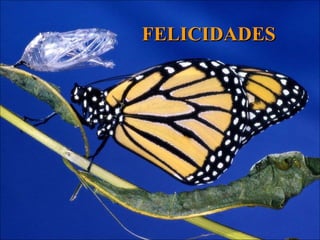 FELICIDADES 