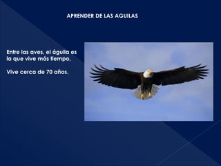 APRENDER DE LAS AGUILAS
Entre las aves, el águila es
la que vive más tiempo,
Vive cerca de 70 años.
 