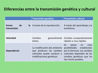 Diferencias entre la transmisión genética y cultural
Transmisión genética Transmisión cultural
Forma de la
transmisión
A través de la reproducción. A través del aprendizaje y la
enseñanza.
Velocidad Cambios generalmente
lentos.
Cambios comparativamente
rápidos o muy rápidos.
Dependencia
La modificación del ambiente
que producen los cambios
culturales puede conducir a
modificaciones genéticas.
Se apoya en unas
posibilidades establecidas
por la herencia. Los cambios
culturales dependen de los
cambios genéticos que los
han hecho posibles.
 