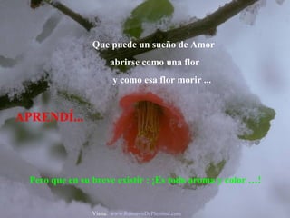 APRENDÍ... Pero que en su breve existir : ¡Es todo aroma y color …! Que puede un sueño de Amor  abrirse como una flor y como esa flor morir ... Visita:  www.RenuevoDePlenitud.com 