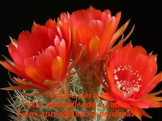 Poco a poco,  estoy aprendiendo a amar. Estoy aprendiendo a perdonar 