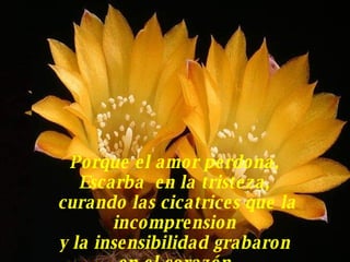 Porque el amor perdona,  Escarba  en la tristeza,  curando las cicatrices que la incomprension  y la insensibilidad grabaron  en el corazón. 