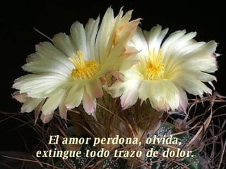 El amor perdona, olvida, extingue todo trazo de dolor. 