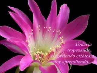 Todavía  tropezando,  cometiendo errores,  estoy aprendiendo… 