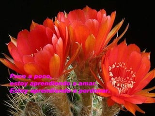 Poco a poco,  estoy aprendiendo a amar. Estoy aprendiendo a perdonar. 