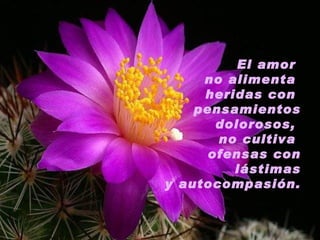 El amor  no alimenta  heridas con  pensamientos dolorosos,  no cultiva  ofensas con lástimas y autocompasión. 