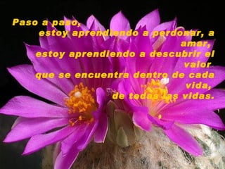 Paso a paso, estoy aprendiendo a perdonar, a amar,  estoy aprendiendo a descubrir el valor  que se encuentra dentro de cada vida,   de todas las vidas. 