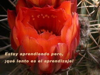 Estoy aprendiendo pero,  ¡qué lento es el aprendizaje!  