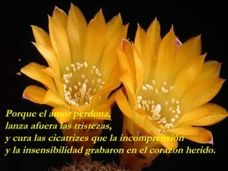 Porque el amor perdona,
lanza afuera las tristezas,
y cura las cicatrizes que la incomprensión
y la insensibilidad grabaron en el corazón herido.
 