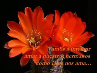 Vamos a intentar
amar a nuestros hermanos
    como Dios nos ama…
 