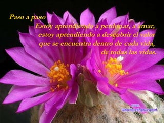 Paso a paso Estoy aprendiendo a perdonar, a amar,  estoy aprendiendo a descubrir el valor  que se encuentra dentro de cada vida,   de todas las vidas. www. laboutiquedelpowerpoint. com 