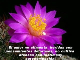 El amor no alimenta  heridas con pensamientos dolorosos, no cultiva  ofensas con lástimasy autocompasión. 
