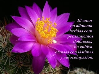 El amor  no alimenta  heridas com  pensamientos dolorosos,  no cultiva  ofensas con lástimas y autocompasión. 
