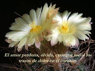 El amor perdona, olvida, extingue todos los trazos de dolor en el corazón. 