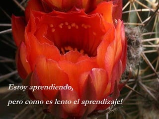 Estoy aprendiendo,  pero como es lento el aprendizaje!  