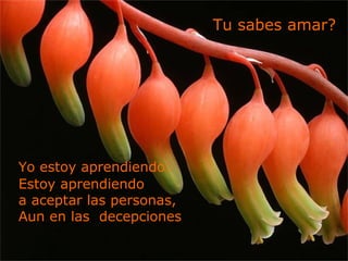 Yo estoy aprendiendo.
Estoy aprendiendo
a aceptar las personas,
Aun en las decepciones
Tu sabes amar?
 