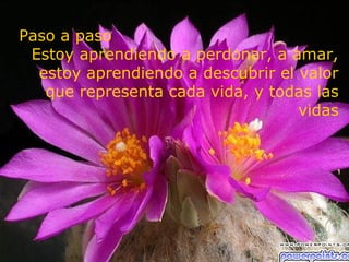 Paso a paso
 Estoy aprendiendo a perdonar, a amar,
  estoy aprendiendo a descubrir el valor
   que representa cada vida, y todas las
                                   vidas
 
