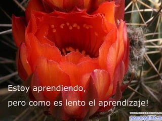 Estoy aprendiendo,
pero como es lento el aprendizaje!
 