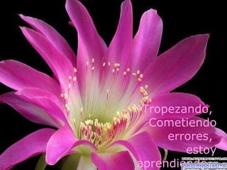 Tropezando,
  Cometiendo
     errores,
        estoy
aprendiendo…
 