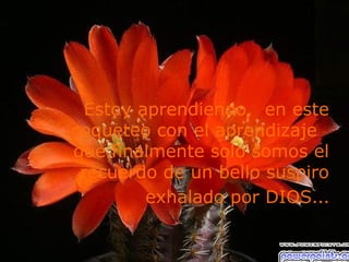 Estoy aprendiendo, en este
coqueteo con el aprendizaje
que finalmente solo somos el
 recuerdo de un bello suspiro
        exhalado por DIOS…
 