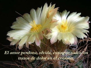El amor perdona, olvida, extingue todos los trazos de dolor en el corazón. 