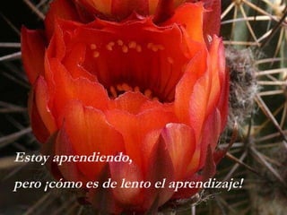 Estoy aprendiendo,  pero ¡cómo es de lento el aprendizaje!  