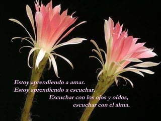 Estoy aprendiendo a amar.  Estoy aprendiendo a escuchar.  Escuchar con los ojos y oídos,  escuchar con el alma. 