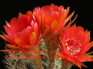 Poco a poco,  estoy aprendiendo a amar. Estoy aprendiendo a perdonar 