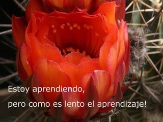 Estoy aprendiendo,  pero como es lento el aprendizaje!   