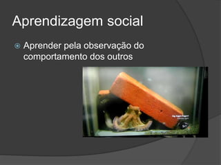Aprendizagem social
 Aprender pela observação do
comportamento dos outros
 