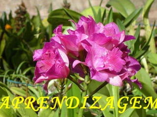 APRENDIZAGEM