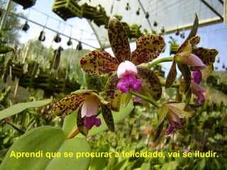 Aprendi que se procurar a felicidade, vai se iludir.