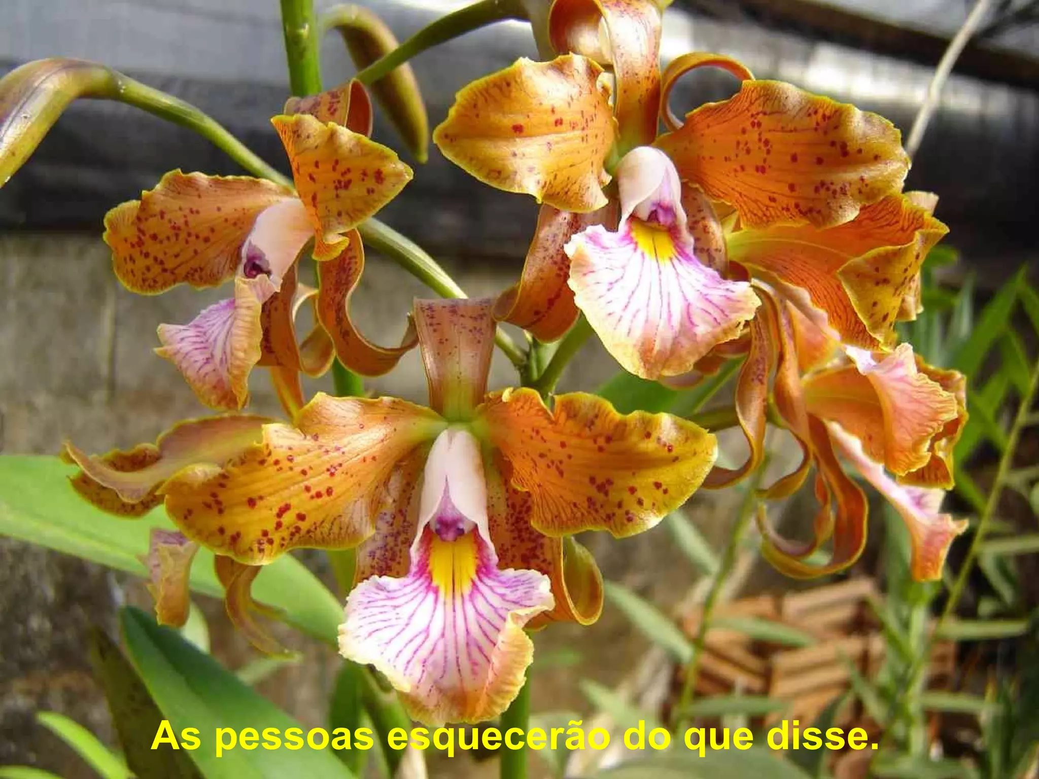 As pessoas esquecerão do que disse. 