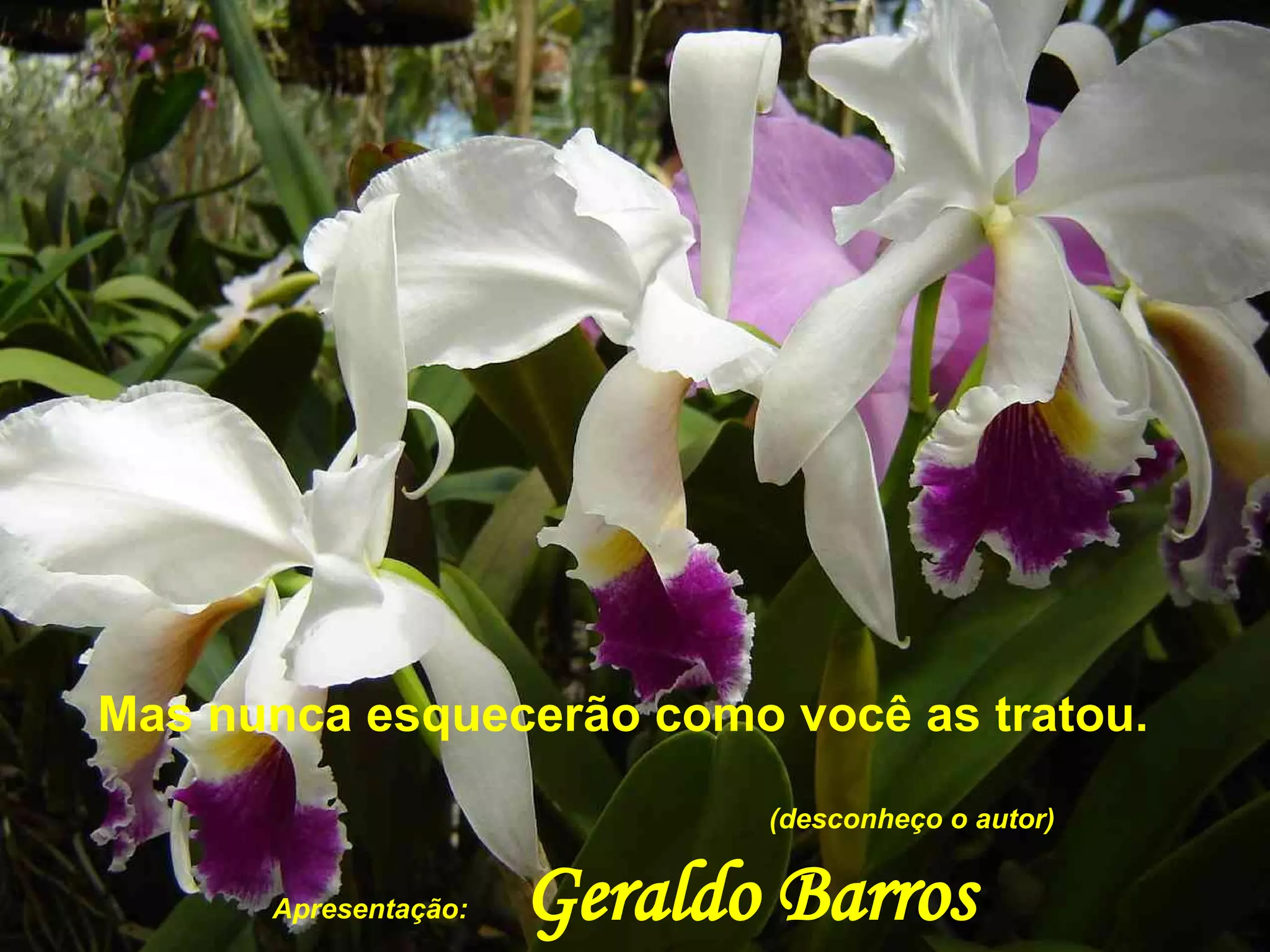 Mas nunca esquecerão como você as tratou.  (desconheço o autor)  Apresentação:   Geraldo Barros   