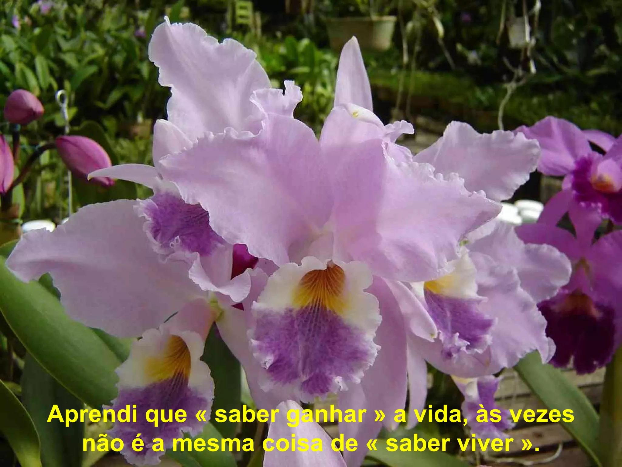 Aprendi que « saber ganhar » a vida, às vezes não é a mesma coisa de « saber viver ». 