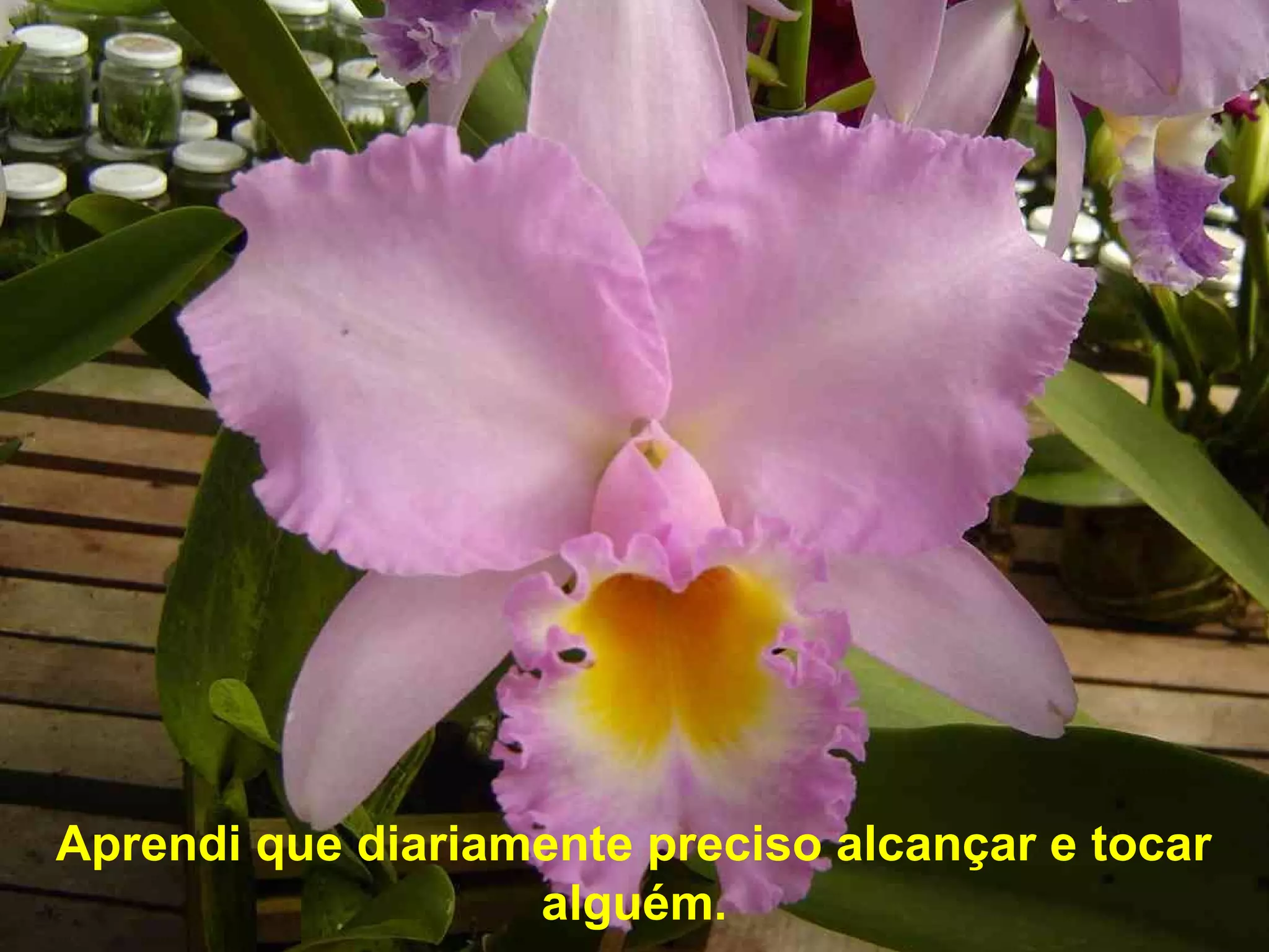 Aprendi que diariamente preciso alcançar e tocar
alguém.
 