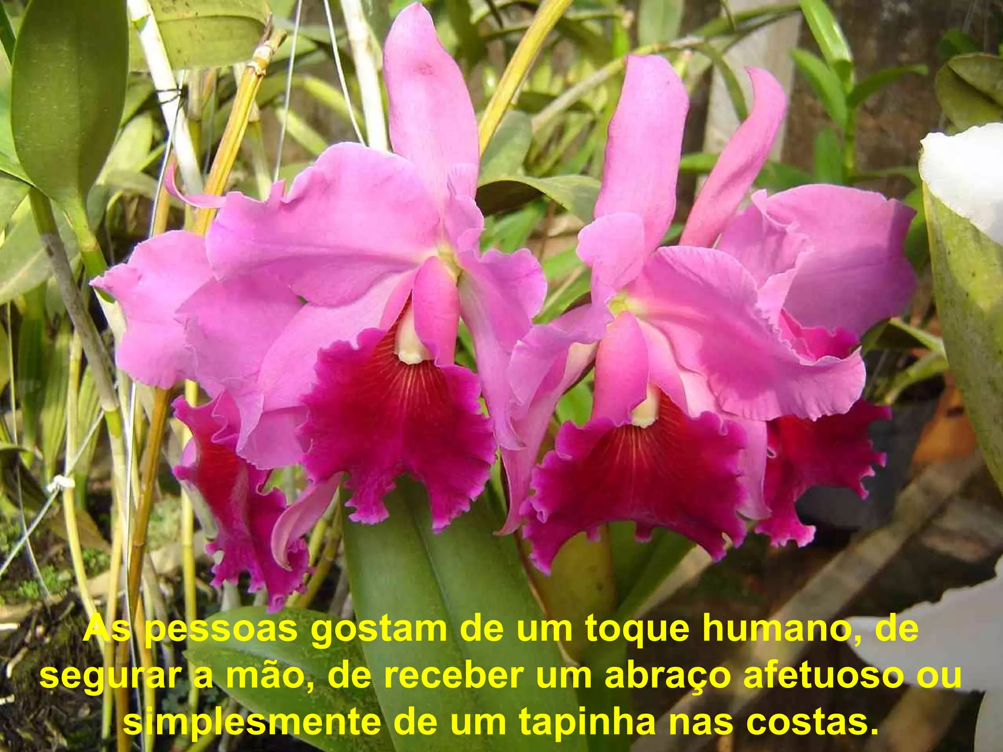 As pessoas gostam de um toque humano, de
segurar a mão, de receber um abraço afetuoso ou
simplesmente de um tapinha nas costas.
 