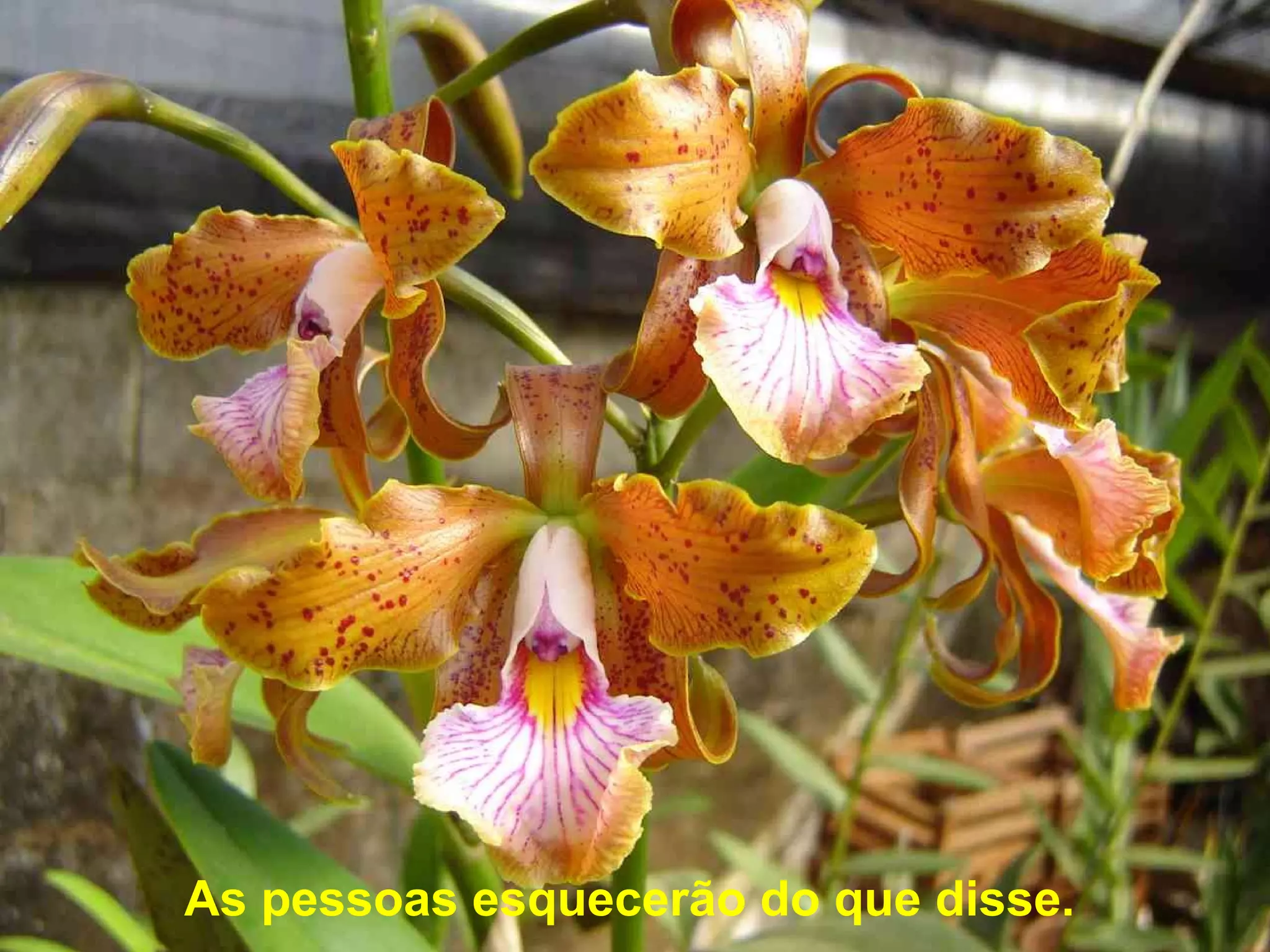 As pessoas esquecerão do que disse.
 